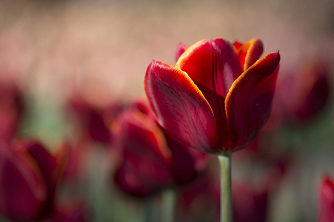 photo tulipe